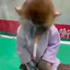 Стикер 12 Monkey - обезьянки пон эмоджи