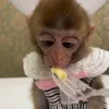 Стикер 40 Monkey - обезьянки пон эмоджи