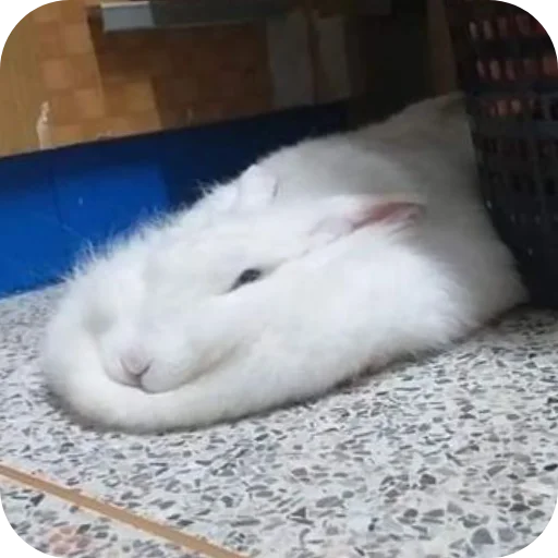 🐰 Стикер «₍⑅ᐢ. .ᐢ₎ ⁺ . Bunny┈ ⸝ ⸝ ദ» для Telegram