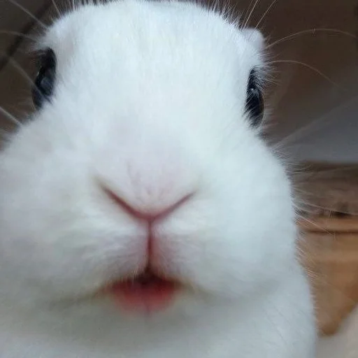 🐰 Стикер «₍⑅ᐢ. .ᐢ₎ ⁺ . Bunny┈ ⸝ ⸝ ദ» для Telegram