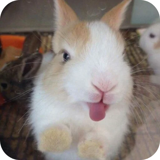 🐇 Стикер «₍⑅ᐢ. .ᐢ₎ ⁺ . Bunny┈ ⸝ ⸝ ദ» для Telegram