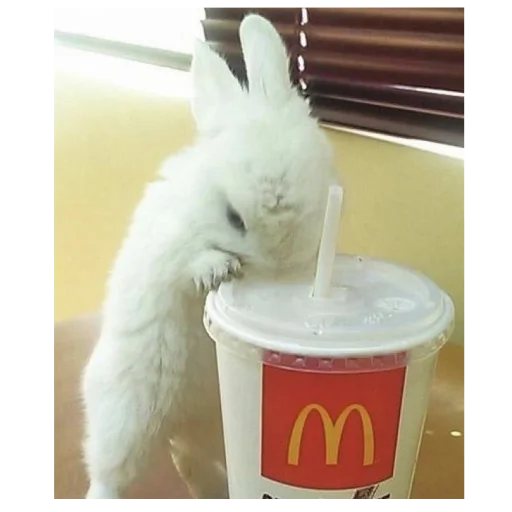 🐇 Стикер «₍⑅ᐢ. .ᐢ₎ ⁺ . Bunny┈ ⸝ ⸝ ദ» для Telegram