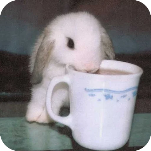 🐇 Стикер «₍⑅ᐢ. .ᐢ₎ ⁺ . Bunny┈ ⸝ ⸝ ദ» для Telegram