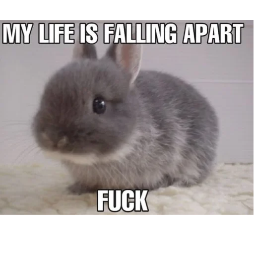 🐰 Стикер «₍⑅ᐢ. .ᐢ₎ ⁺ . Bunny┈ ⸝ ⸝ ദ» для Telegram