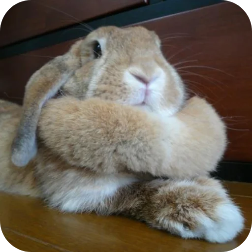 🐇 Стикер «₍⑅ᐢ. .ᐢ₎ ⁺ . Bunny┈ ⸝ ⸝ ദ» для Telegram