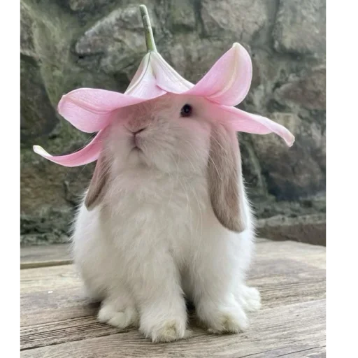 Стикерпак ₍⑅ᐢ. .ᐢ₎ ⁺ . Bunny┈ ⸝ ⸝ ദ для Telegram