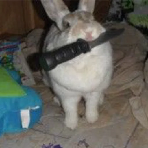 🐰 Стикер «₍⑅ᐢ. .ᐢ₎ ⁺ . Bunny┈ ⸝ ⸝ ദ» для Telegram