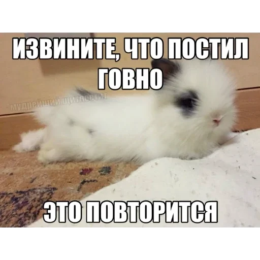 🐰 Стикер «₍⑅ᐢ. .ᐢ₎ ⁺ . Bunny┈ ⸝ ⸝ ദ» для Telegram