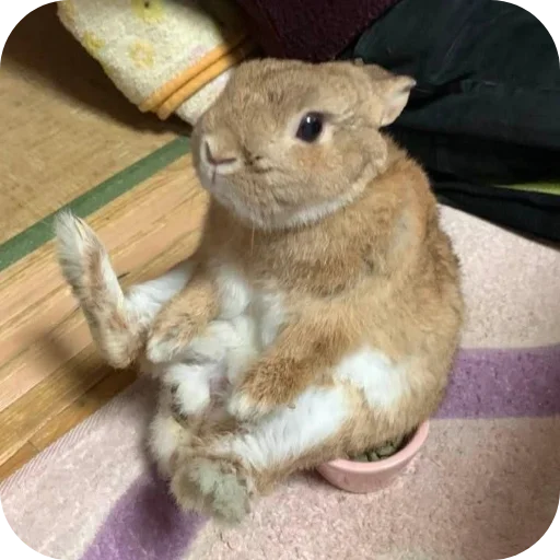 🐇 Стикер «₍⑅ᐢ. .ᐢ₎ ⁺ . Bunny┈ ⸝ ⸝ ദ» для Telegram