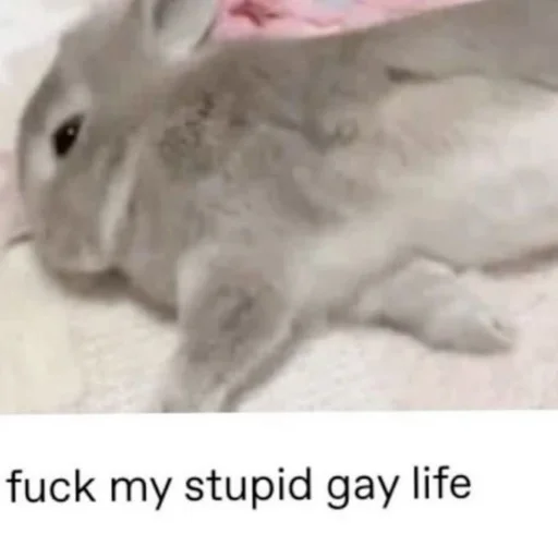 🐰 Стикер «₍⑅ᐢ. .ᐢ₎ ⁺ . Bunny┈ ⸝ ⸝ ദ» для Telegram