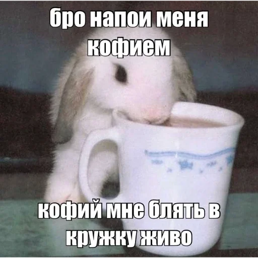 🐇 Стикер «₍⑅ᐢ. .ᐢ₎ ⁺ . Bunny┈ ⸝ ⸝ ദ» для Telegram