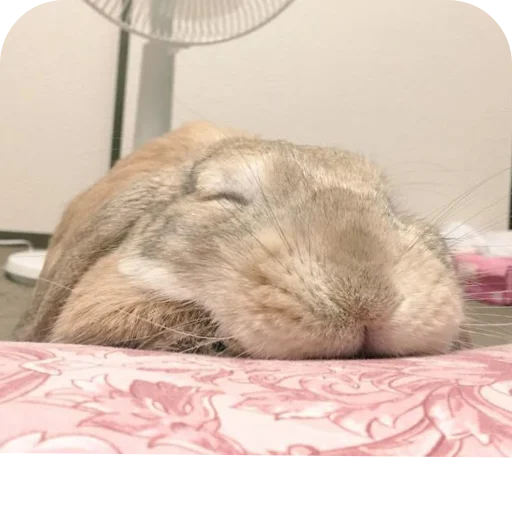 🐇 Стикер «₍⑅ᐢ. .ᐢ₎ ⁺ . Bunny┈ ⸝ ⸝ ദ» для Telegram