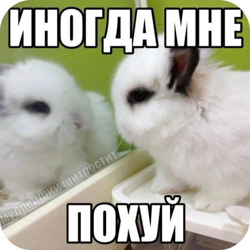🐇 Стикер «₍⑅ᐢ. .ᐢ₎ ⁺ . Bunny┈ ⸝ ⸝ ദ» для Telegram