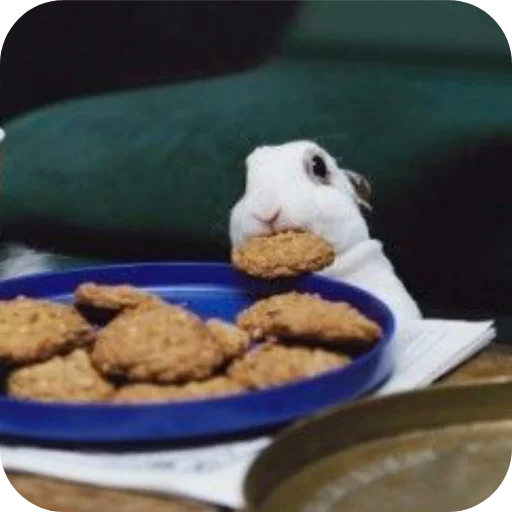 🐇 Стикер «₍⑅ᐢ. .ᐢ₎ ⁺ . Bunny┈ ⸝ ⸝ ദ» для Telegram