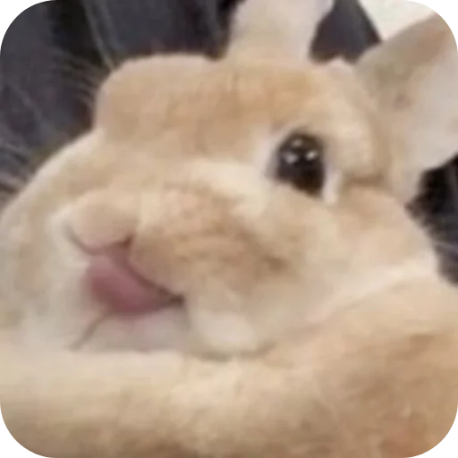 🐰 Стикер «₍⑅ᐢ. .ᐢ₎ ⁺ . Bunny┈ ⸝ ⸝ ദ» для Telegram