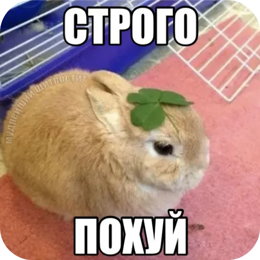 🐇 Стикер «₍⑅ᐢ. .ᐢ₎ ⁺ . Bunny┈ ⸝ ⸝ ദ» для Telegram