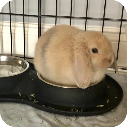 🐇 Стикер «₍⑅ᐢ. .ᐢ₎ ⁺ . Bunny┈ ⸝ ⸝ ദ» для Telegram