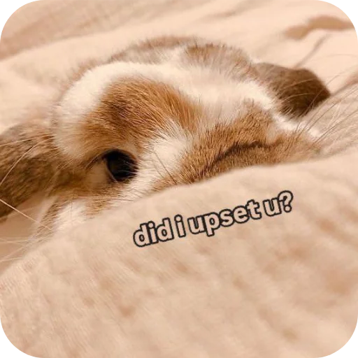 🐇 Стикер «₍⑅ᐢ. .ᐢ₎ ⁺ . Bunny┈ ⸝ ⸝ ദ» для Telegram