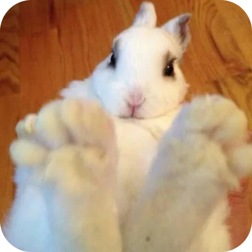 🐰 Стикер «₍⑅ᐢ. .ᐢ₎ ⁺ . Bunny┈ ⸝ ⸝ ദ» для Telegram
