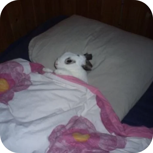 ☺ Стикер «₍⑅ᐢ. .ᐢ₎ ⁺ . Bunny┈ ⸝ ⸝ ദ» для Telegram