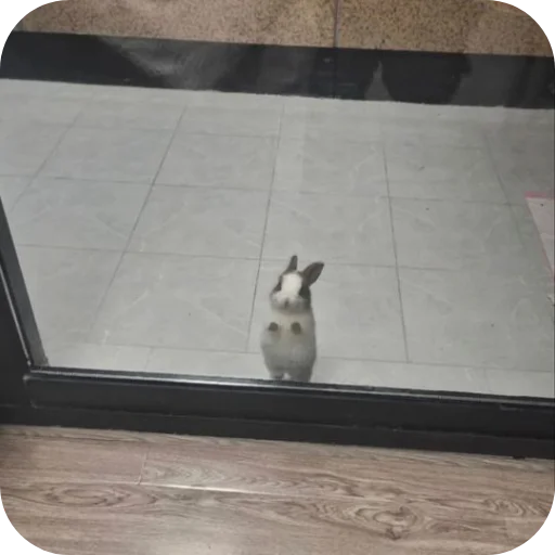 🐇 Стикер «₍⑅ᐢ. .ᐢ₎ ⁺ . Bunny┈ ⸝ ⸝ ദ» для Telegram
