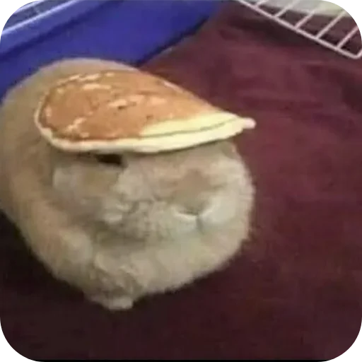 🍲 Стикер «₍⑅ᐢ. .ᐢ₎ ⁺ . Bunny┈ ⸝ ⸝ ദ» для Telegram