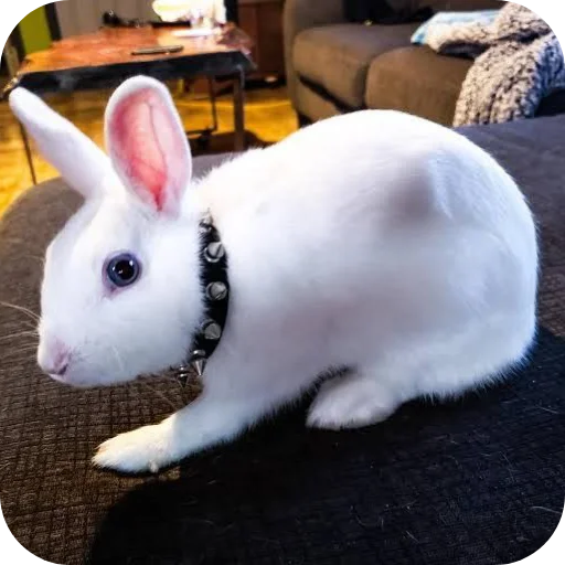 🐇 Стикер «₍⑅ᐢ. .ᐢ₎ ⁺ . Bunny┈ ⸝ ⸝ ദ» для Telegram