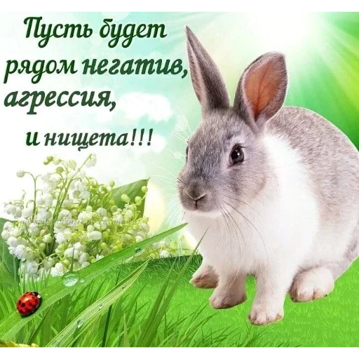 🐇 Стикер «₍⑅ᐢ. .ᐢ₎ ⁺ . Bunny┈ ⸝ ⸝ ദ» для Telegram
