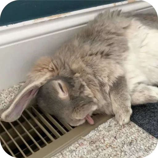 🐇 Стикер «₍⑅ᐢ. .ᐢ₎ ⁺ . Bunny┈ ⸝ ⸝ ദ» для Telegram
