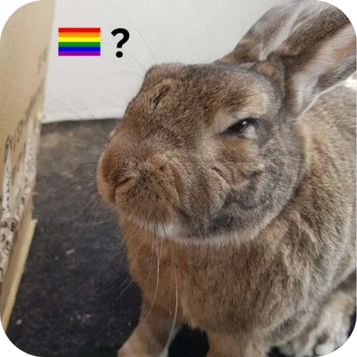 🤨 Стикер «₍⑅ᐢ. .ᐢ₎ ⁺ . Bunny┈ ⸝ ⸝ ദ» для Telegram