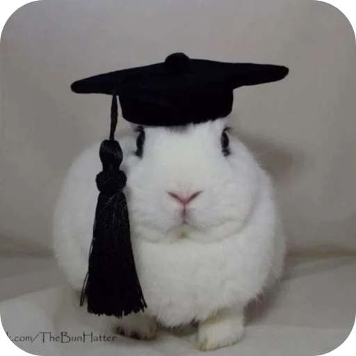 🐇 Стикер «₍⑅ᐢ. .ᐢ₎ ⁺ . Bunny┈ ⸝ ⸝ ദ» для Telegram