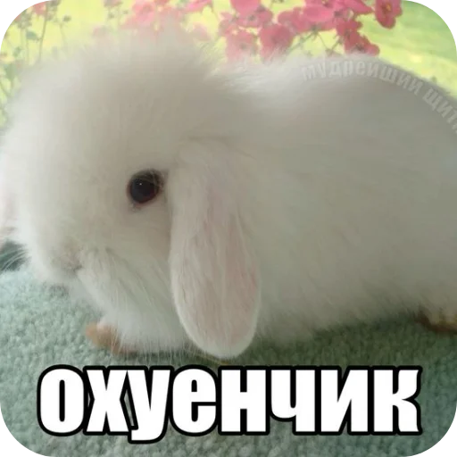 🐇 Стикер «₍⑅ᐢ. .ᐢ₎ ⁺ . Bunny┈ ⸝ ⸝ ദ» для Telegram