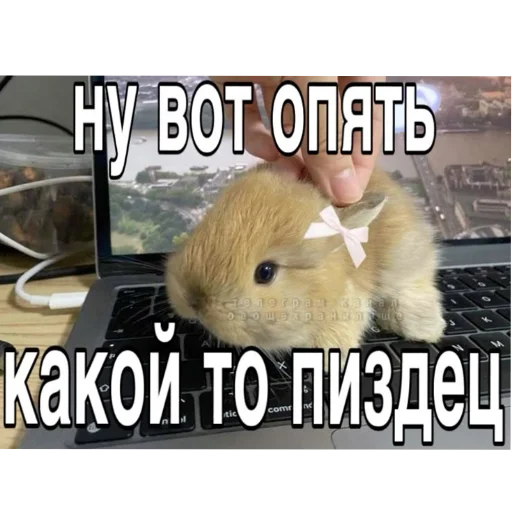 🖼 Стикер «₍⑅ᐢ. .ᐢ₎ ⁺ . Bunny┈ ⸝ ⸝ ദ» для Telegram