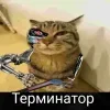 Стикер 20 Mr Penis Emoji