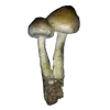 Стикер 7 Грибной Пиздец