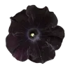 Стикер 7 Адель