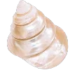 Стикер 29 Golden Pearl