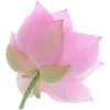 Стикер 49 Nature