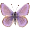 Стикер 7 Nature