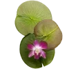 Стикер 18 Nature