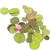 Стикер 17 Nature
