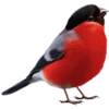 🐦 Эмодзи «Новый год» для Telegram