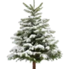 🌲 Эмодзи «Новый год» для Telegram