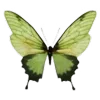 💚 Эмодзи «ᥴ᥆ᥣ᥆rs ︎» для Telegram