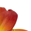 Стикер 27 Orange