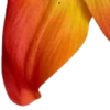Стикер 41 Orange