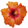 Стикер 19 Orange
