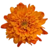 Стикер 21 Orange