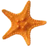 Стикер 49 Orange