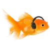 Стикер 50 Orange